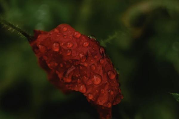 平安每天一塊錢的意外保險叫什么？意外險有必要買嗎？