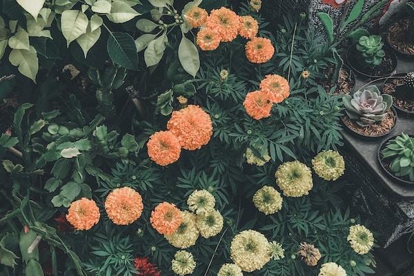 健康無憂青少年c1款新華保險(xiǎn)怎么樣？會(huì)返錢不？