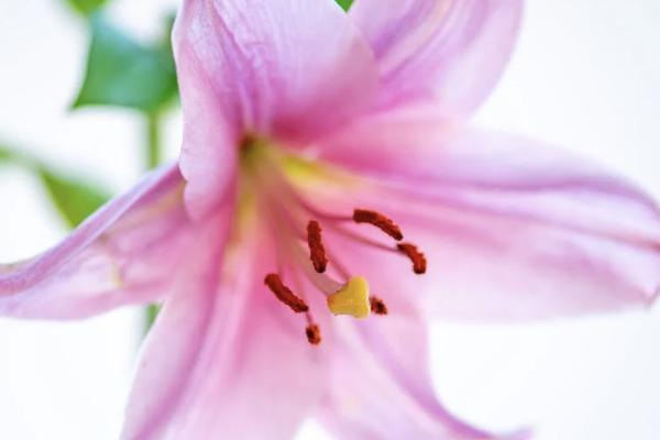 大黃蜂少兒重疾保險(xiǎn)是哪個(gè)公司的？如何投保？
