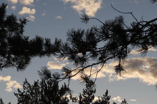 如何申請退平安保險？退平安保險能退多少錢？