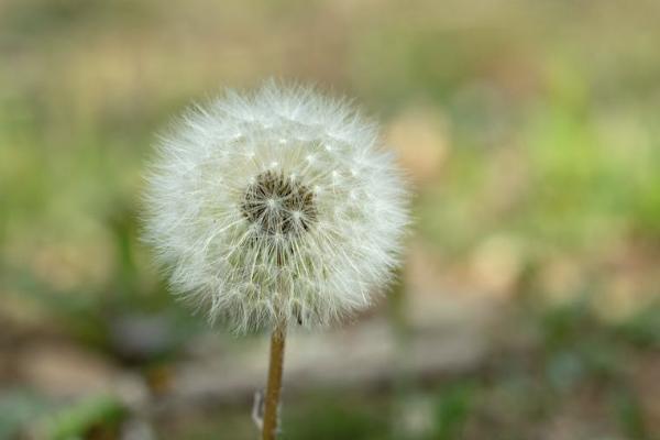 太平洋分紅險怎么領(lǐng)取分紅？領(lǐng)取什么時候能到賬？