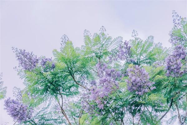 買重疾保險(xiǎn)前需要體檢嗎，體檢哪些內(nèi)容