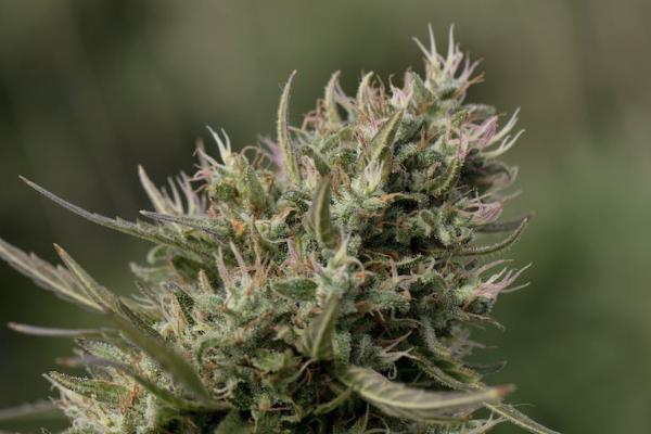 現(xiàn)在太平退保為什么那么多人？太平退保要如何辦理呢？