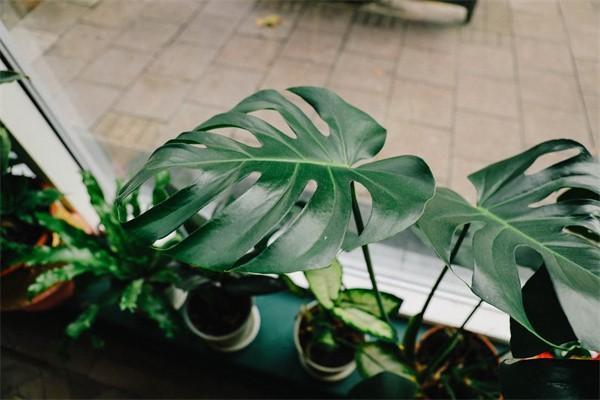 小兒意外險哪種最好？一年多少錢？