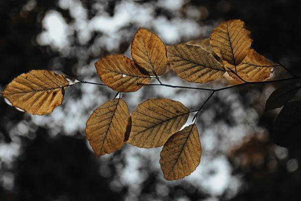 平安鑫利交13年退保能退多少？流程是怎樣的？