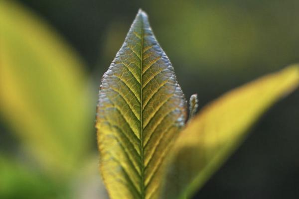報保險有時間限制嗎？需要什么材料？