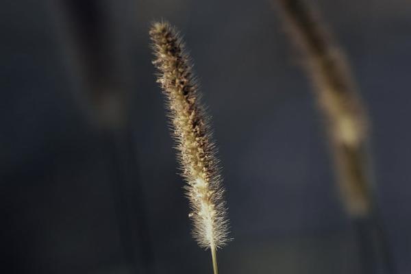 7歲兒童重疾險有必要買嗎？保什么？