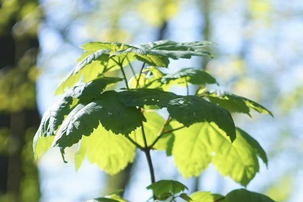 大都會(huì)人壽如何取消保單？保單退保怎么退損失最??？
