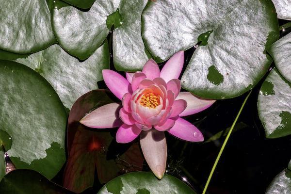 美滿一生保險(xiǎn)能退嗎？退保流程是怎樣的？