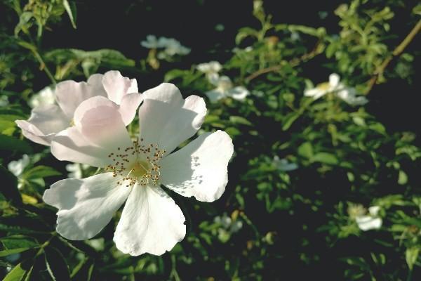 保險(xiǎn)拒賠后如何處理，有哪些原因呢