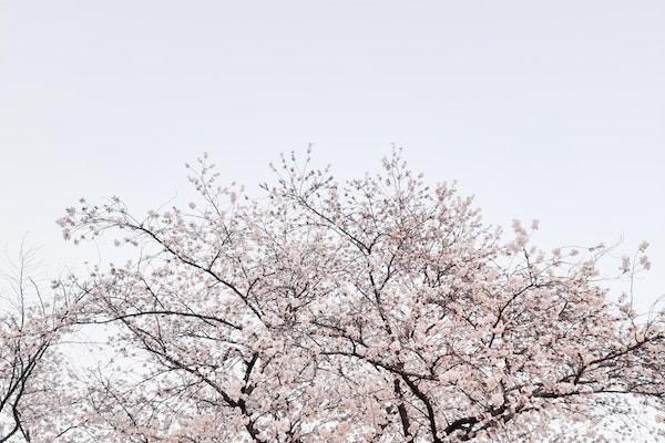 居民養(yǎng)老保險(xiǎn)交到多大年齡才結(jié)束？退休能領(lǐng)多少錢呢？
