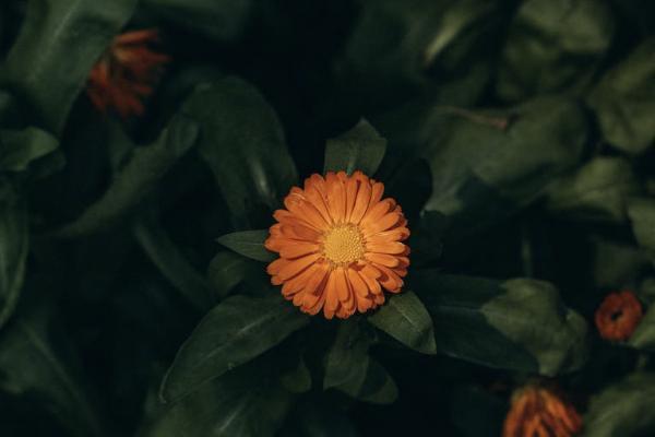 保險(xiǎn)退保虧錢怎么辦？幾天能拿到錢？