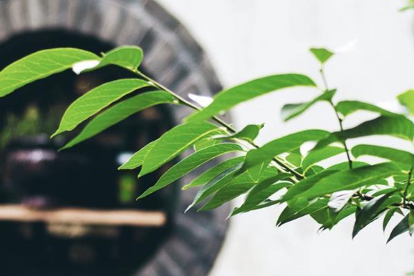 平安保險退保需要準(zhǔn)備哪些資料？平安保險退保能拿回多少錢？