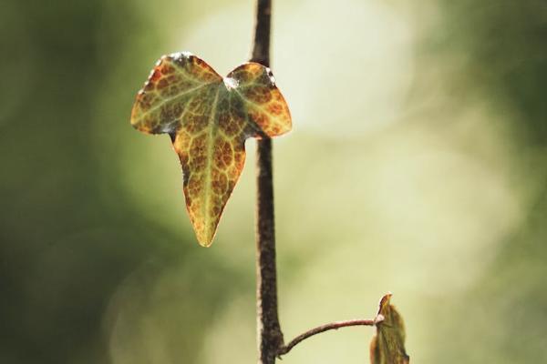 太平洋人壽保險(xiǎn)退險(xiǎn)什么時(shí)候能到賬？流程是什么？