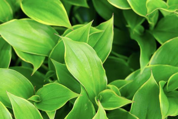 現(xiàn)在買華夏保險可靠嗎？如何買？