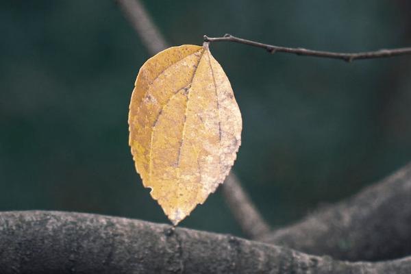 安行寶兩全保險(xiǎn)是什么意思？適合什么人投保？