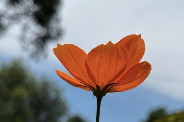 平安保險(xiǎn)在金管家上怎么退保？退保能退多少錢？
