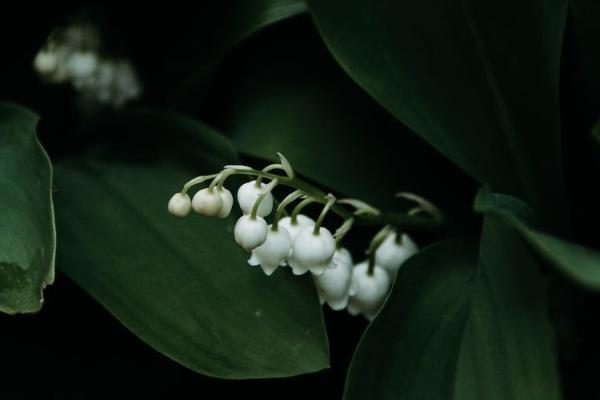 養(yǎng)老年金險怎么買最劃算？有什么優(yōu)點(diǎn)？