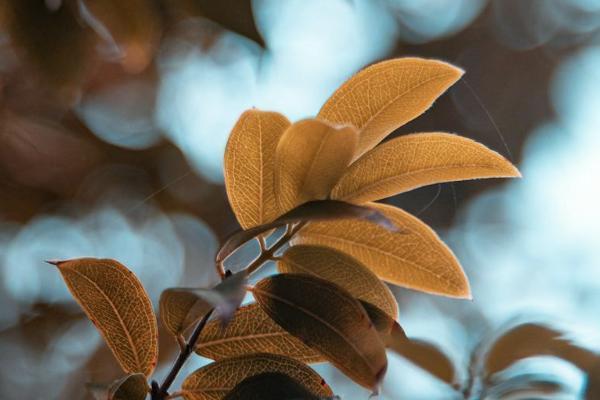香港重疾險和國內(nèi)重疾險區(qū)別是什么？有什么優(yōu)勢？