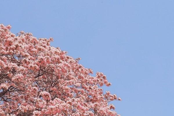 江西省城鄉(xiāng)養(yǎng)老保險要交多少年才能退休？每個月能領多少錢？