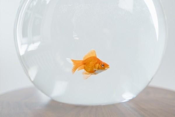 愛白條怎么還款還不上，還款逾期會(huì)怎么樣