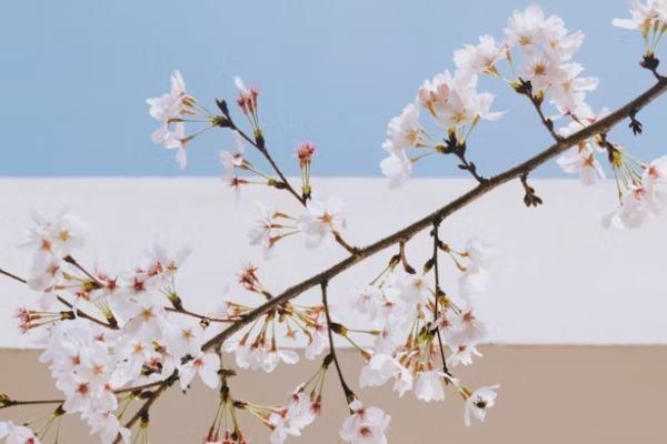 平安保險怎么退保錢才退的多，退保需要什么材料呢