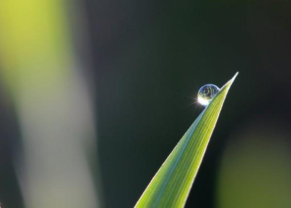 華夏常青樹多倍版2.0怎么樣，保障什么