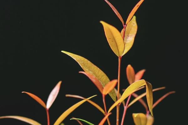 保險退保怎么才能全額退款？保險可以退保嗎?