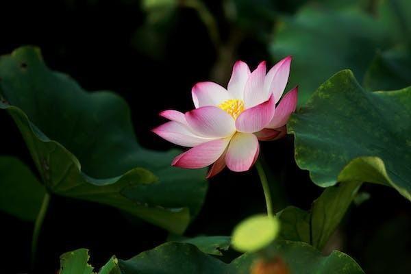 人保百萬醫(yī)療和平安e生保哪個(gè)好