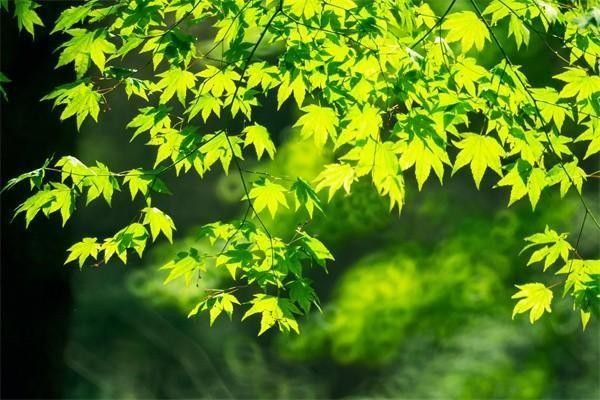 大富翁年金險(xiǎn)怎么樣退保的