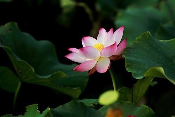 尊贏人生年金保險(xiǎn)怎么領(lǐng)錢