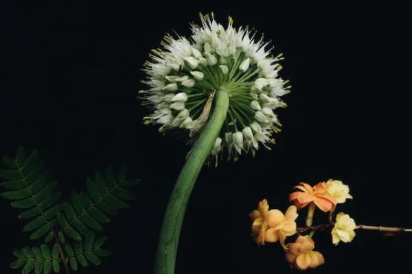 香港永明優(yōu)月儲(chǔ)蓄計(jì)劃怎么買(mǎi)？最低交多少？