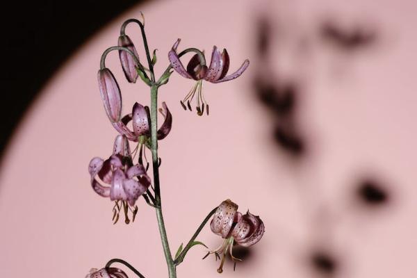 香港富通按您想壽險計劃優(yōu)缺點(diǎn)有哪些？具體收益如何？