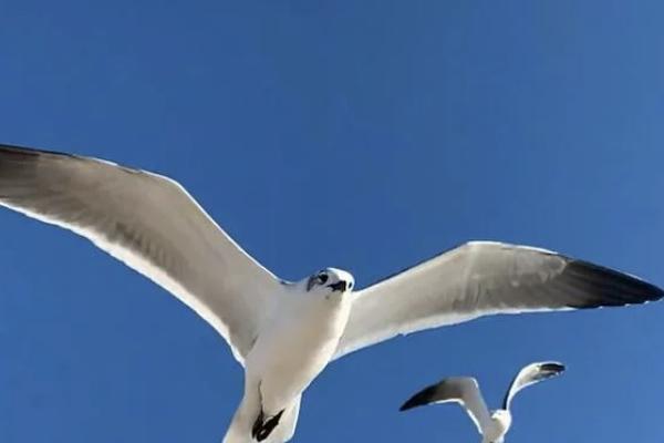 星海贏家（龍騰版）養(yǎng)老年金保險(xiǎn)有哪些亮點(diǎn)？?jī)?yōu)缺點(diǎn)有哪些