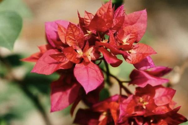香港友邦盈御多元貨幣計(jì)劃2怎么樣？紅利怎樣算？