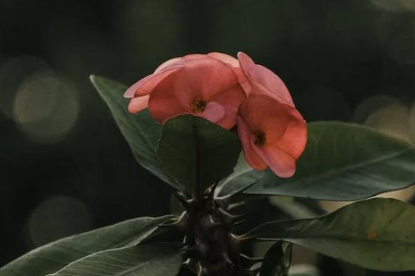 香港永明危疾齊加保計劃保什么？優(yōu)缺點分析？