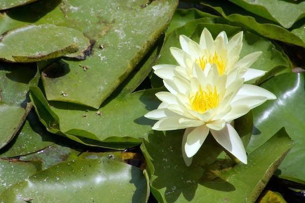 民生保險(xiǎn)如意鑫康終身重大疾病險(xiǎn)保障什么？怎么買？