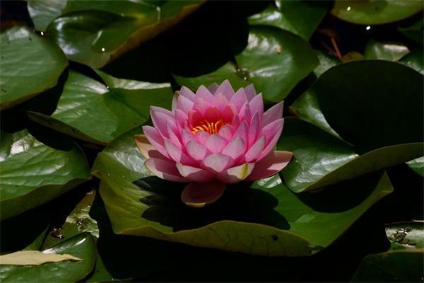 平安保險(xiǎn)萬能險(xiǎn)交滿十年后怎么辦？怎么取出來？