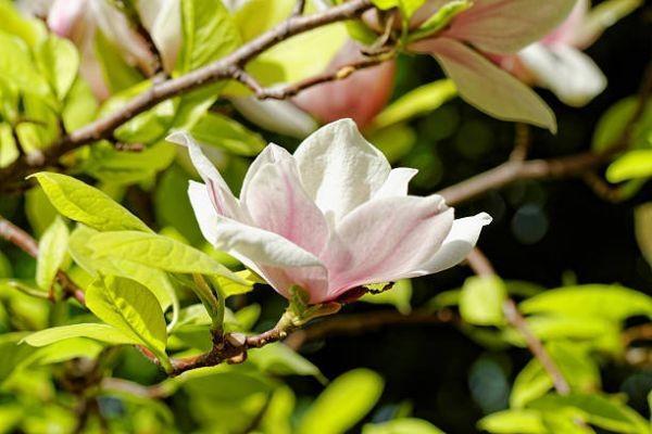 利安鑫利來(金瓏版)終身壽險(xiǎn)產(chǎn)品有什么優(yōu)勢？收益如何