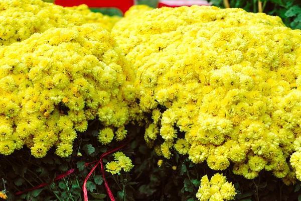 香港忠意豐盛逸悅保詳細(xì)測評？收益高不高？