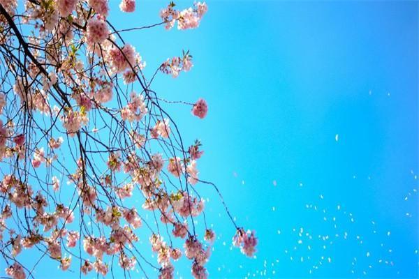 交強(qiáng)險(xiǎn)賠償范圍是什么？賠償金額是多少？