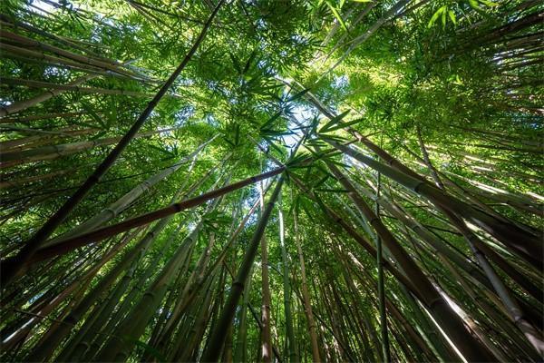國壽鑫耀相伴兩全保險慶典版怎么樣？保障什么？