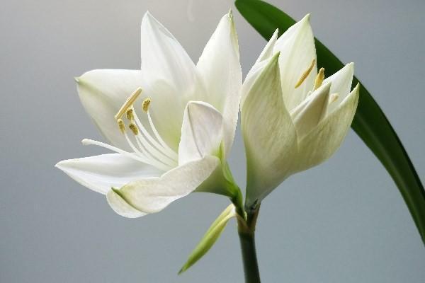 養(yǎng)老金VS增額終身壽險(xiǎn)的區(qū)別有哪些？ 年金險(xiǎn)與增額終身壽險(xiǎn)領(lǐng)取方式是什么？
