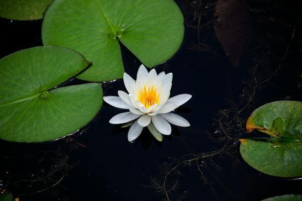 退保對業(yè)務(wù)員有影響嗎？一篇文章告訴你真相