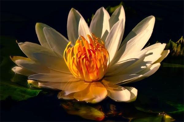 年金險與增額終身壽險有什么不同，一文帶你了解核心區(qū)別！