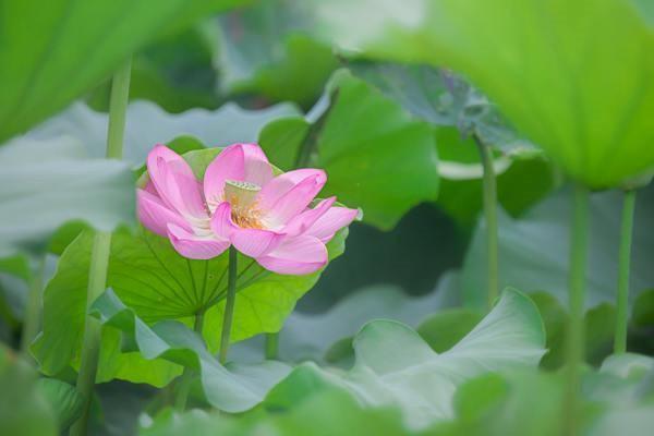 揭秘太平保險和太平洋保險：一字之差，區(qū)別竟然這么大！