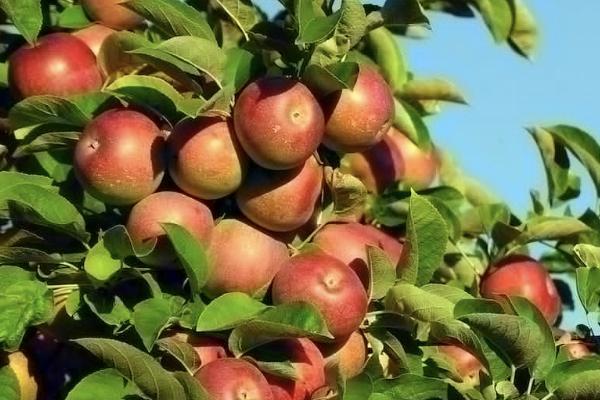 太平金無(wú)憂終身壽險(xiǎn)(分紅型)要繳納多久時(shí)間？保障什么？
