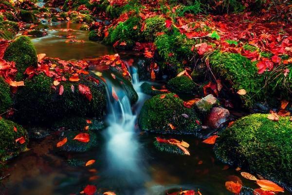 東方紅滿堂紅(尊享版)兩全保險(分紅型)退保退多少錢？退保的流程有哪些？