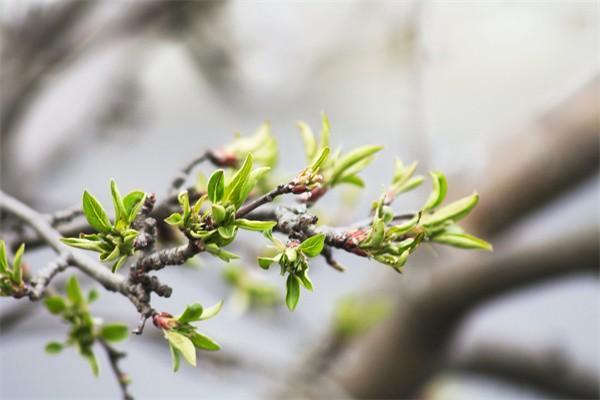 新農合生孩子能報多少？詳細解讀助你明白享受福利！