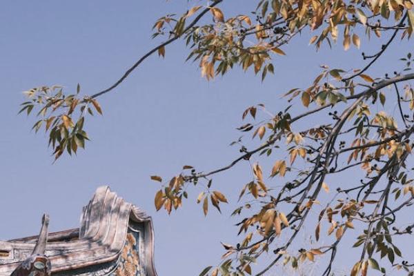 泰康人壽分紅險(xiǎn)退保損失多少錢？流程是什么？